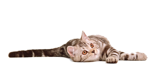 Cat-Transparent-Background