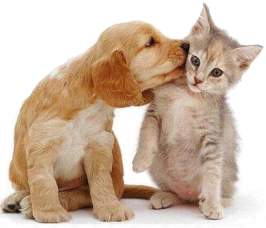CatDogKiss