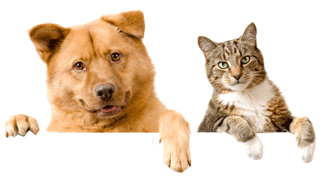 dog_and_cat_1_2