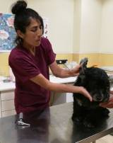 veterinari