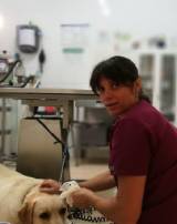 veterinaria
