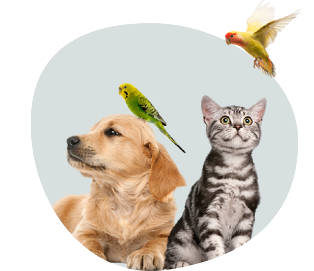 why-choose-pet-care